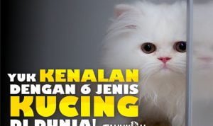 kucing didunia