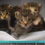 CARA TEPAT DAN AMAN MERAWAT ANAK KUCING BARU LAHIR