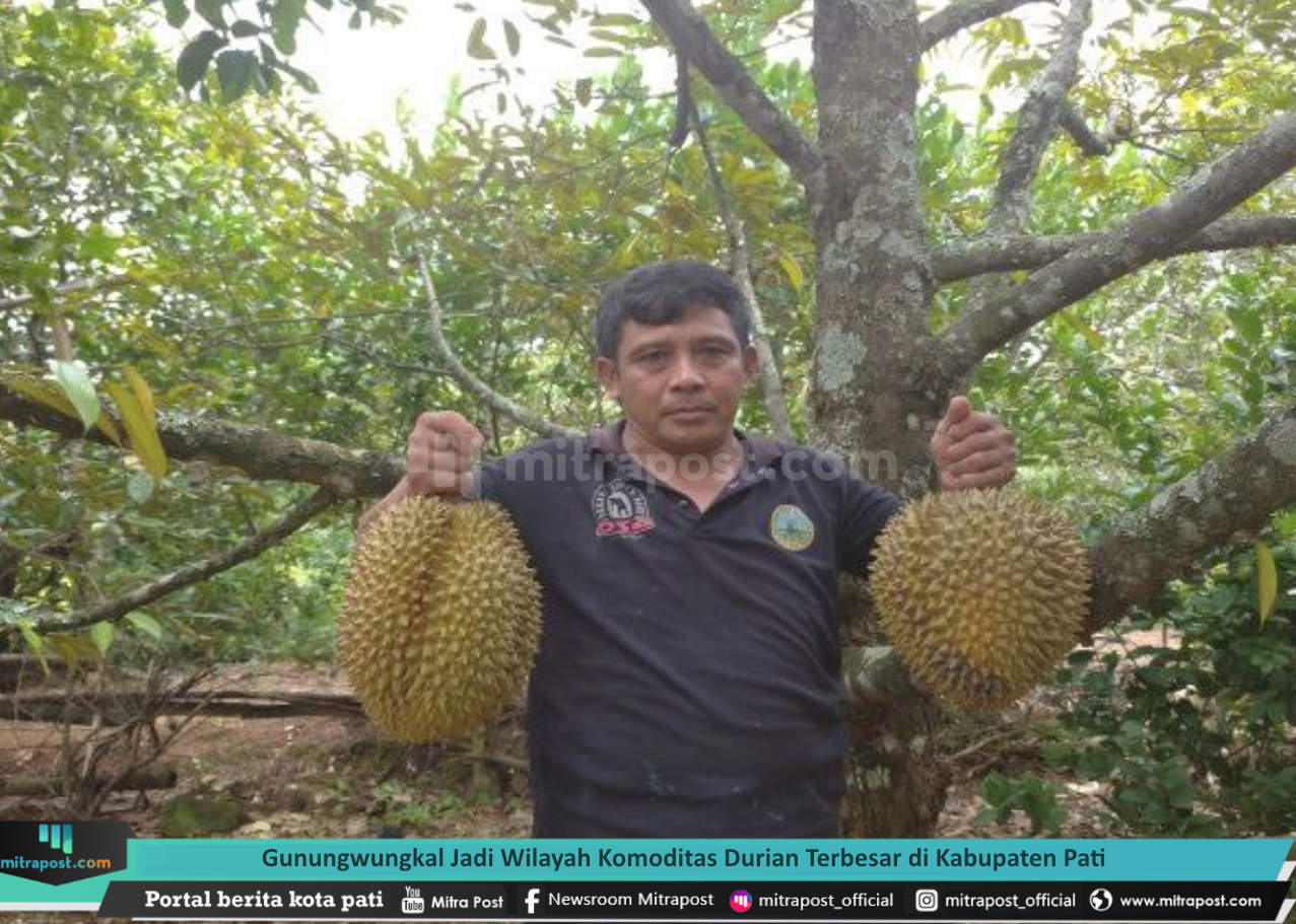 GUNUNGWUNGKAL JADI WILAYAH KOMODITAS DURIAN TERBESAR DI KABUPATEN PATI