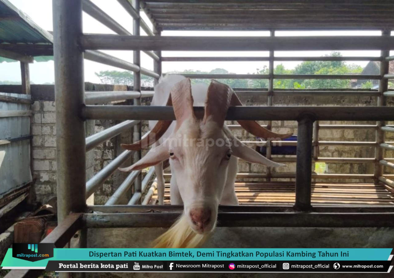 DISPERTAN PATI KUATKAN BIMTEK, DEMI TINGKATKAN POPULASI KAMBING TAHUN INI