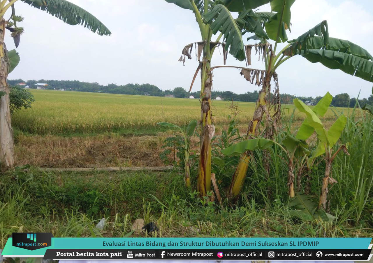 99 PERSEN PETANI JAKENAN SUDAH TERDAFTAR KARTU TANI