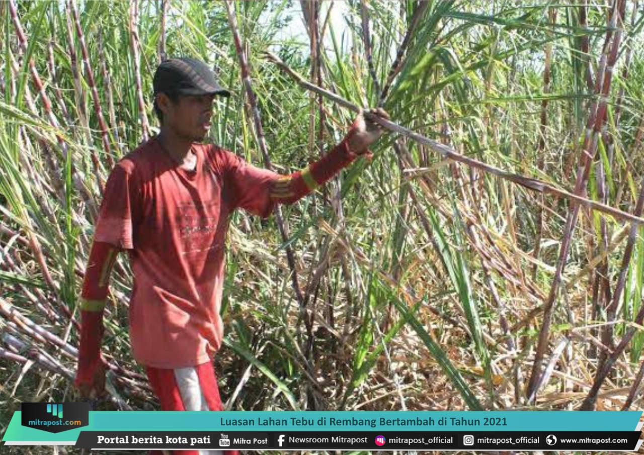 LUASAN LAHAN TEBU DI REMBANG BERTAMBAH DI TAHUN 2021