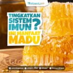 TINGKATKAN SISTEM IMUN, INI MANFAAT MADU