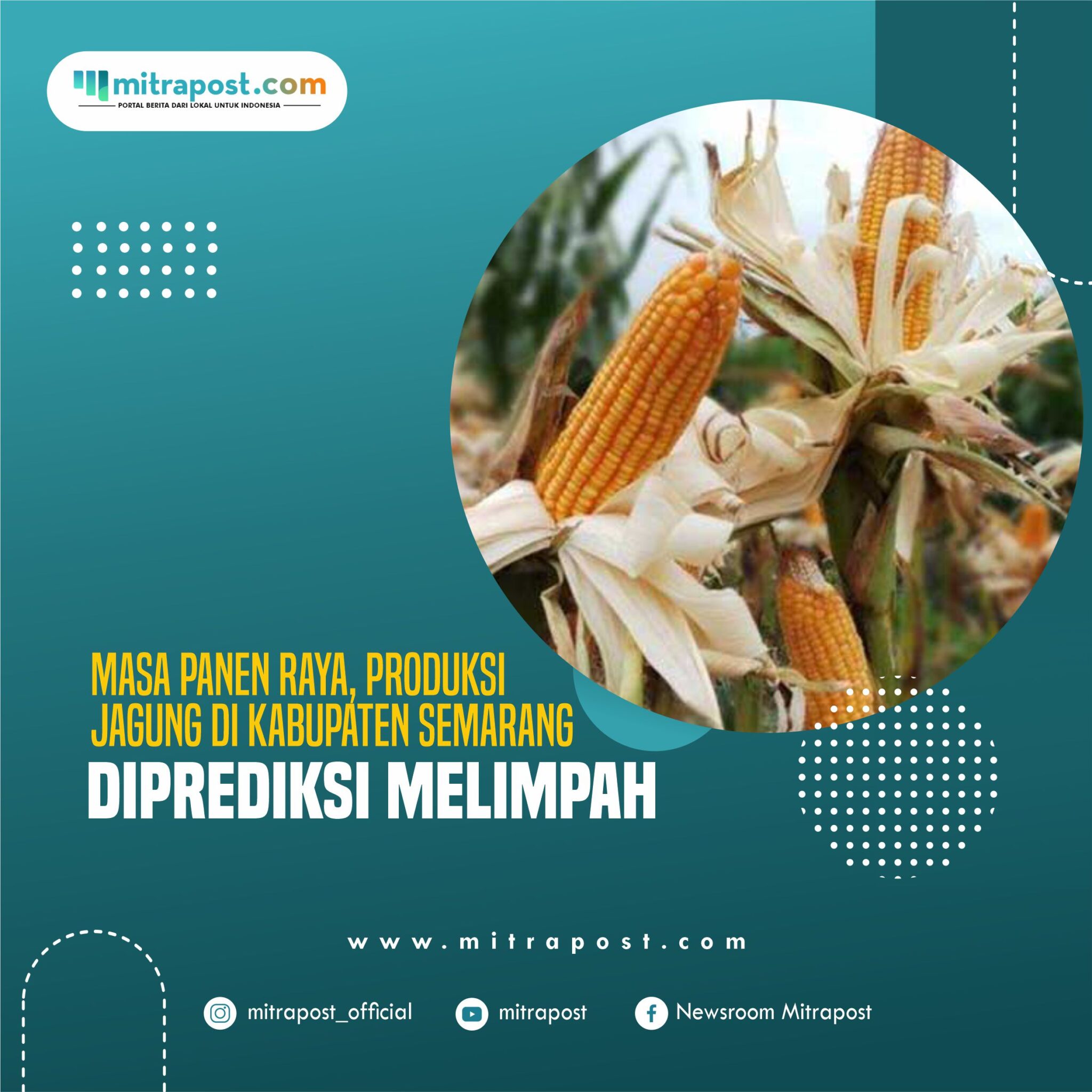 Masa Panen Raya, Produksi Jagung di Kabupaten Semarang Diprediksi Melimpah