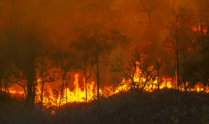 Ribuan Hektare Lahan Terbakar di Riau pada Tahun 2021