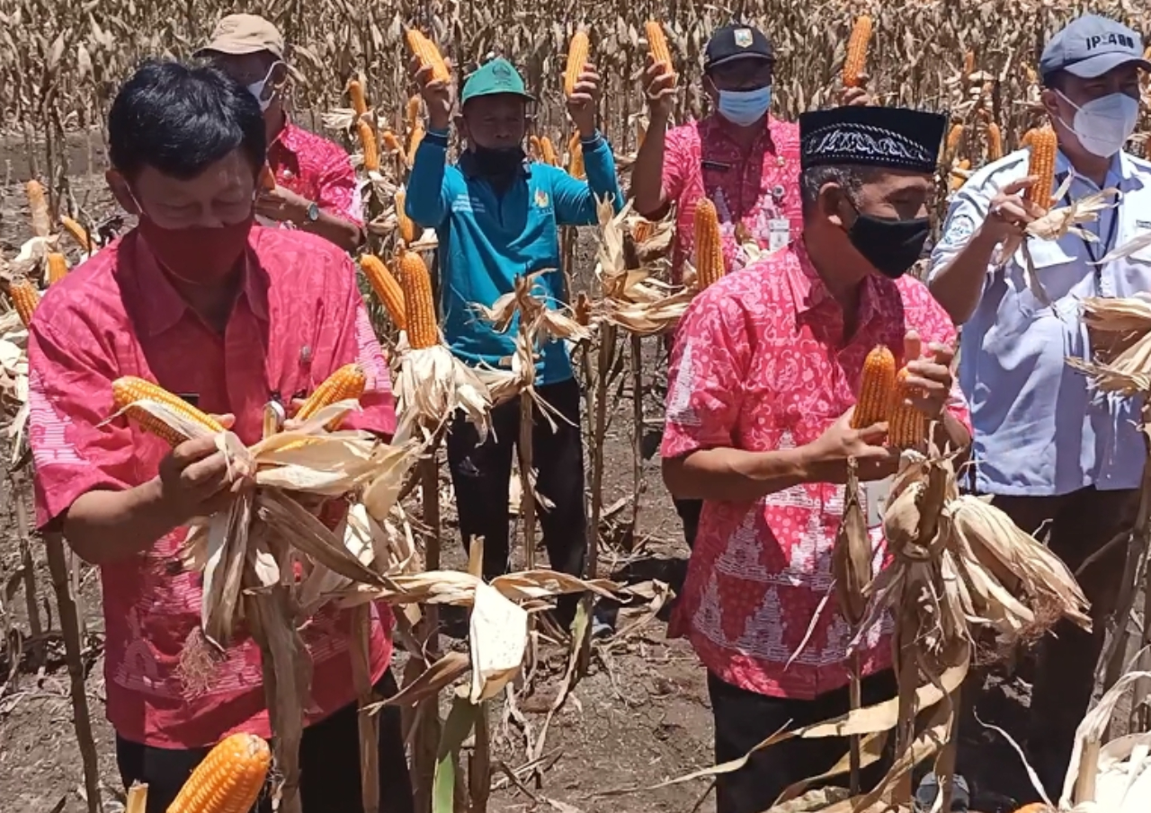 Masa Panen Raya, Produksi Jagung di Kabupaten Semarang Diprediksi Melimpah