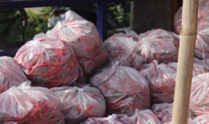 PETANI DI BLORA KELUHKAN HARGA CABAI