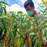 PEMKAB TEMANGGUNG SIAPKAN LUMBUNG PANGAN HORTIKULTURA