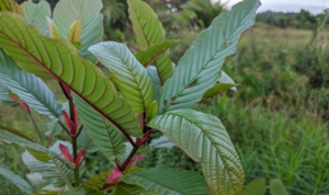 tanaman kratom