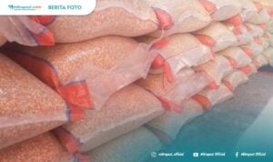 Harga Jagung Pakan Melambung, Rembang Gandeng Bulog Salurkan Jagung Murah