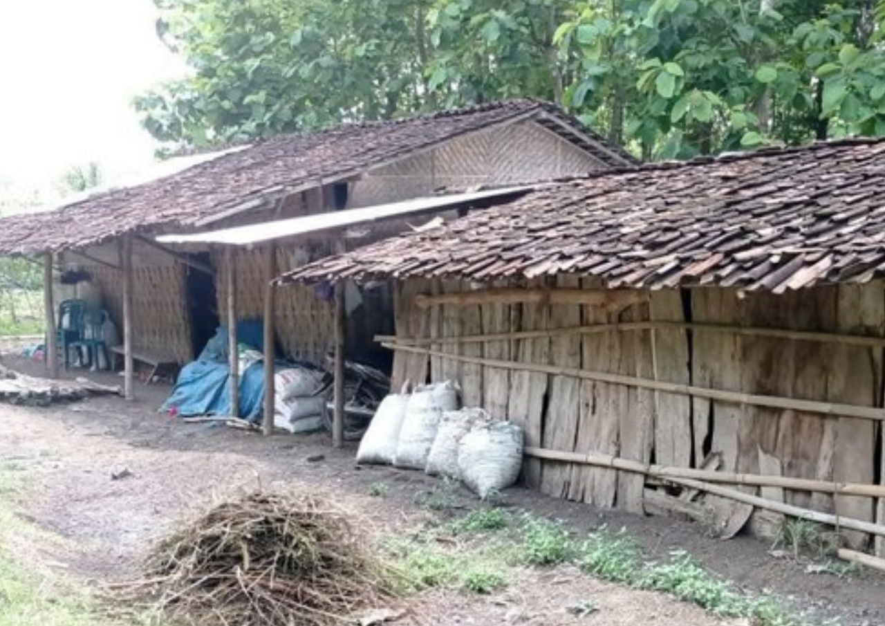 Guru Honorer di Ngawi Tinggal Serumah dengan Kambing
