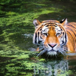Pemuda Jambi Diterkam Harimau saat Cari Sinyal