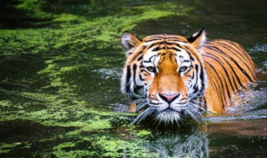 Pemuda Jambi Diterkam Harimau saat Cari Sinyal