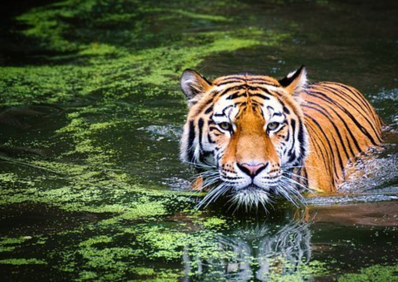 Pemuda Jambi Diterkam Harimau saat Cari Sinyal