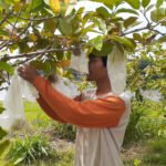 Agrowisata Kebun Jambu Kristal di Blora Siapkan Paket Wisata Bagi Pengunjung