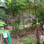 Buntut Aksi Salam dari Binjai, Banyak Pohon Pisang di Bali Tumbang