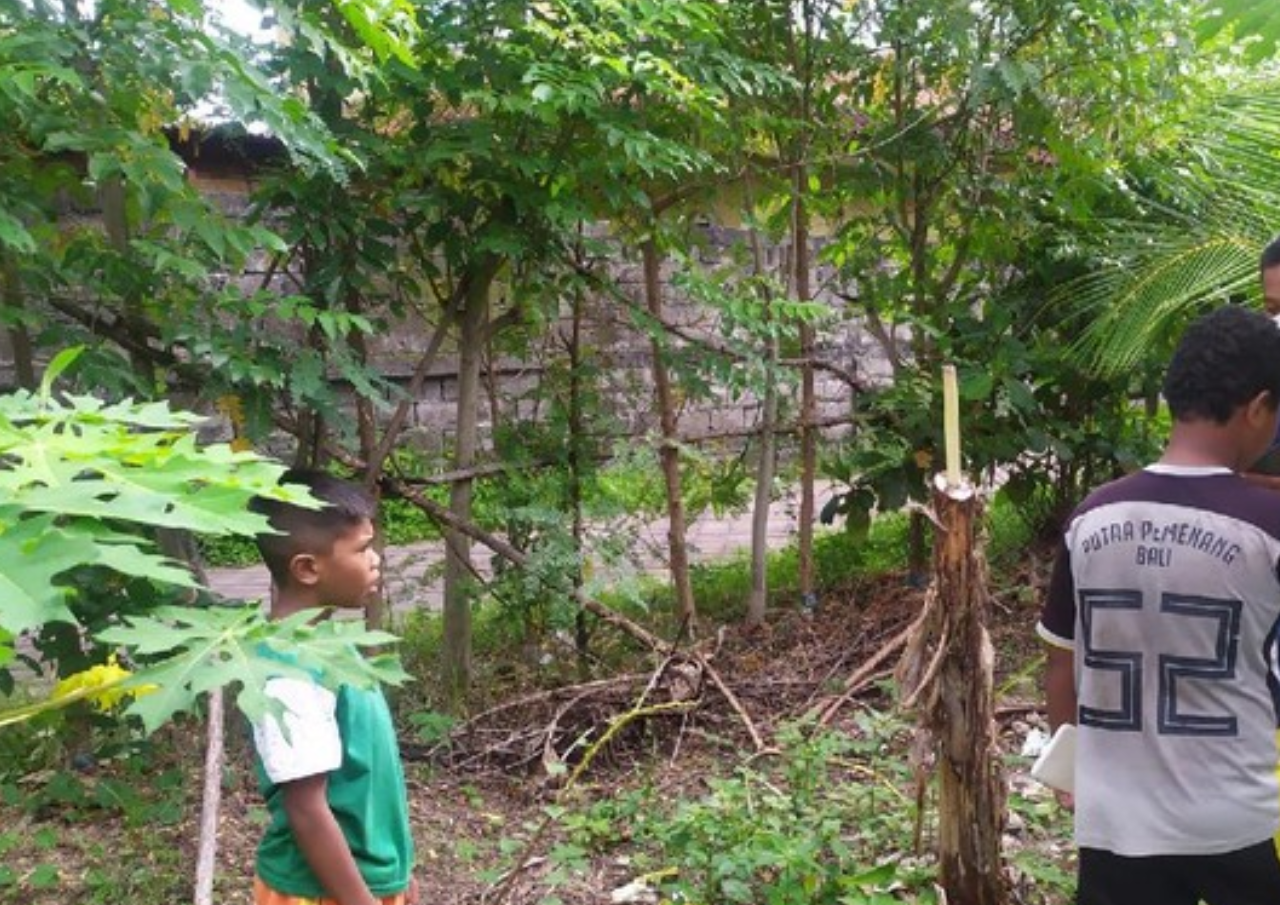 Buntut Aksi Salam dari Binjai, Banyak Pohon Pisang di Bali Tumbang