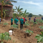 Kampung Terang di Rembang Terima 500 Bibit Kelengkeng Itoh