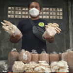 Permintaan Meningkat, Petani Jamur Magelang Kewalahan Penuhi Kebutuhan Pasar