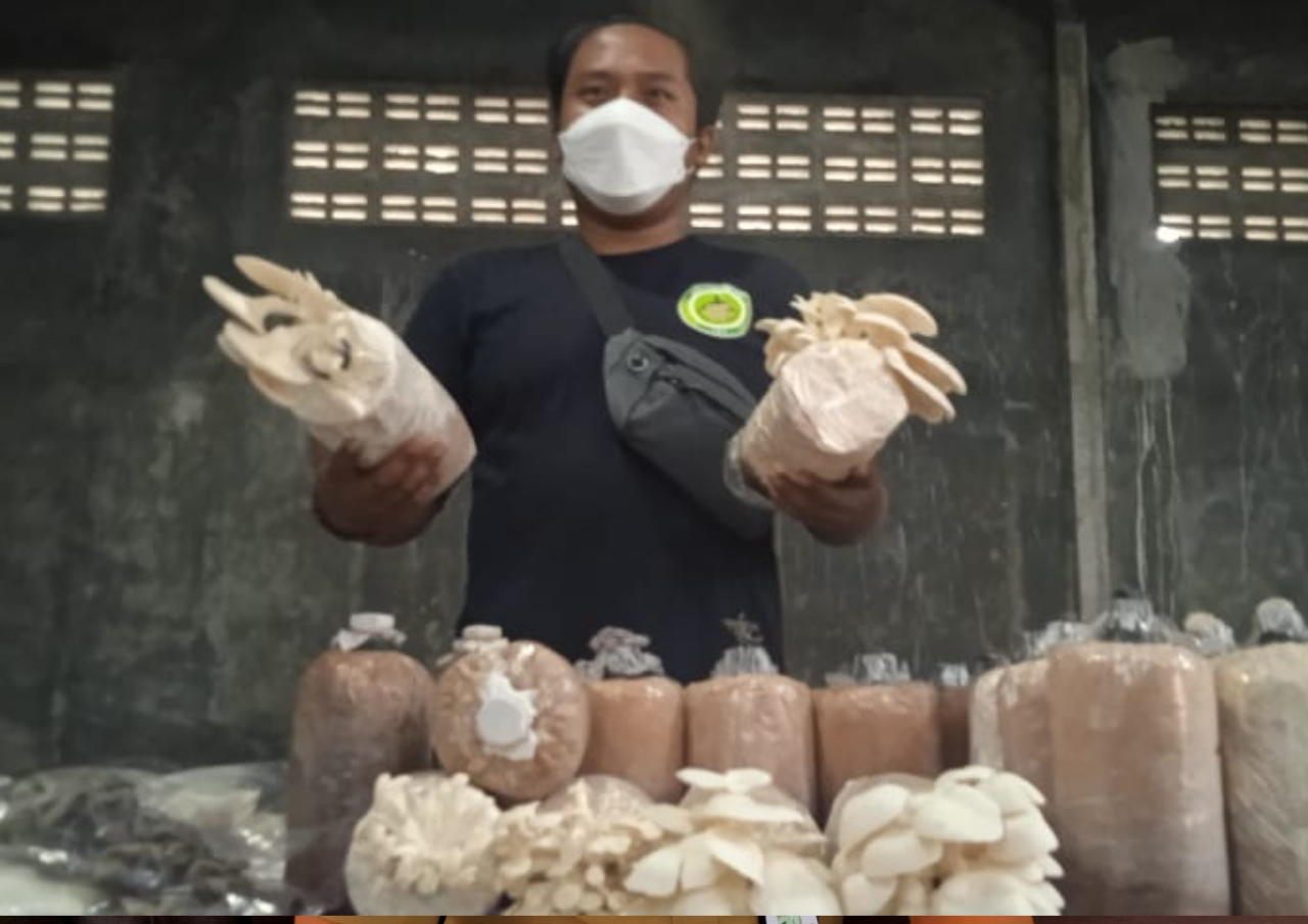 Permintaan Meningkat, Petani Jamur Magelang Kewalahan Penuhi Kebutuhan Pasar
