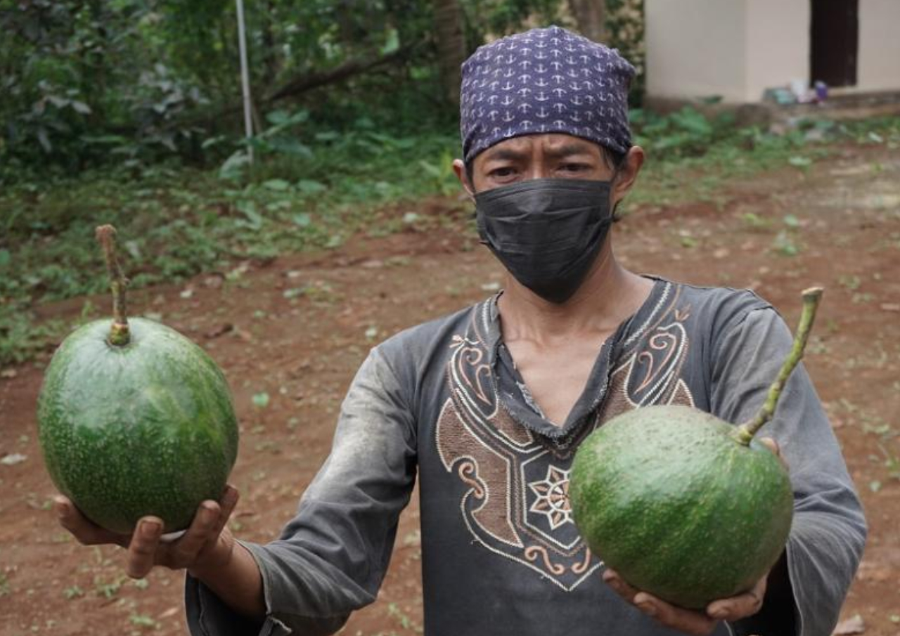 Sukses Budidayakan Alpukat Kendil, Kebun Semampir Siap Jadi Agrowisata