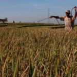 Dinas Pertanian dan Pangan Kabupaten Rembang Berikan Tips dan Trik Membuat Pestisida Alami