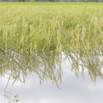 Banjir Belum Surut, Petani Desa Banjarsari Terancam Gagal Tanam
