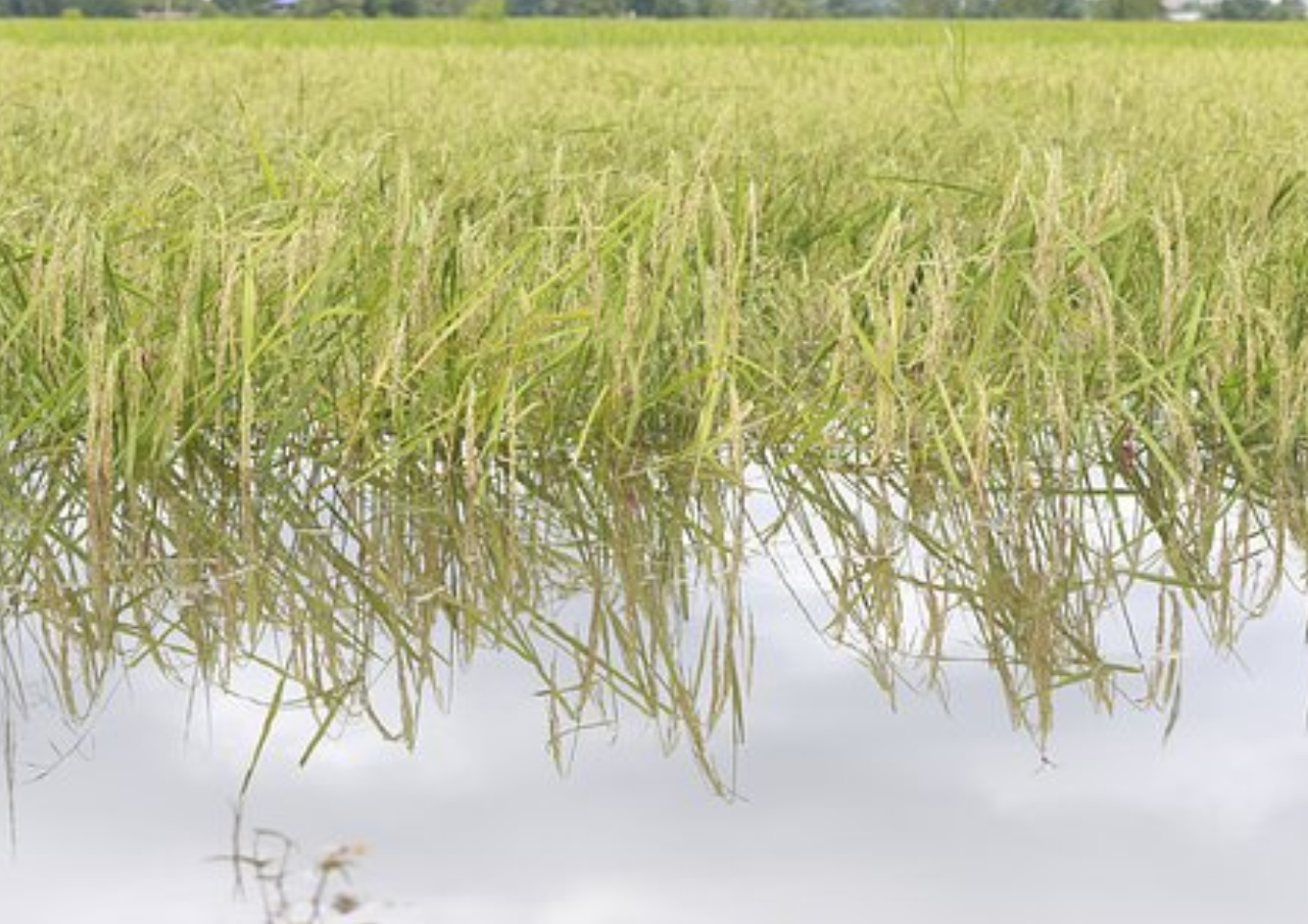Banjir Belum Surut, Petani Desa Banjarsari Terancam Gagal Tanam