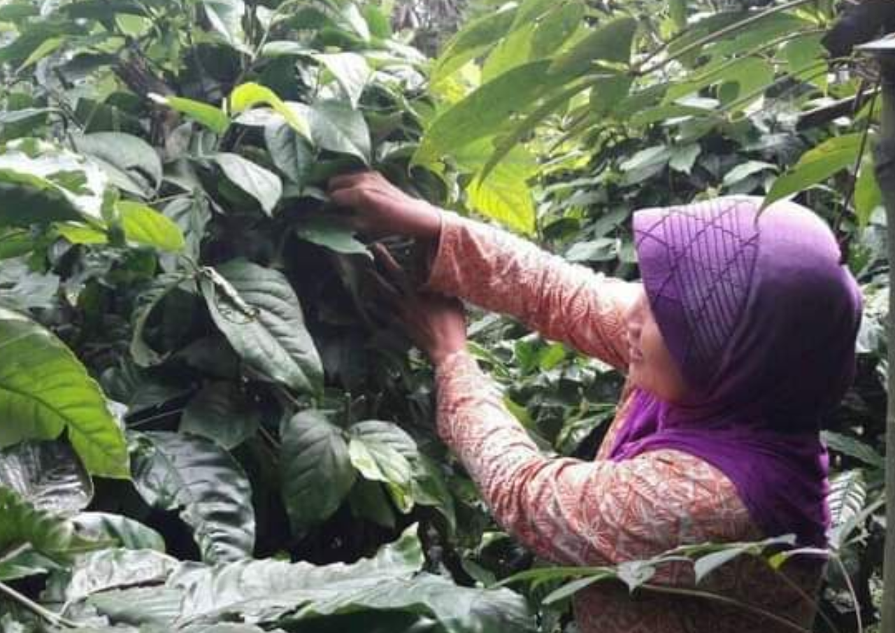 Sempat di Harga Rp 19 Ribu, Kini Harga Kopi Pati Melejit