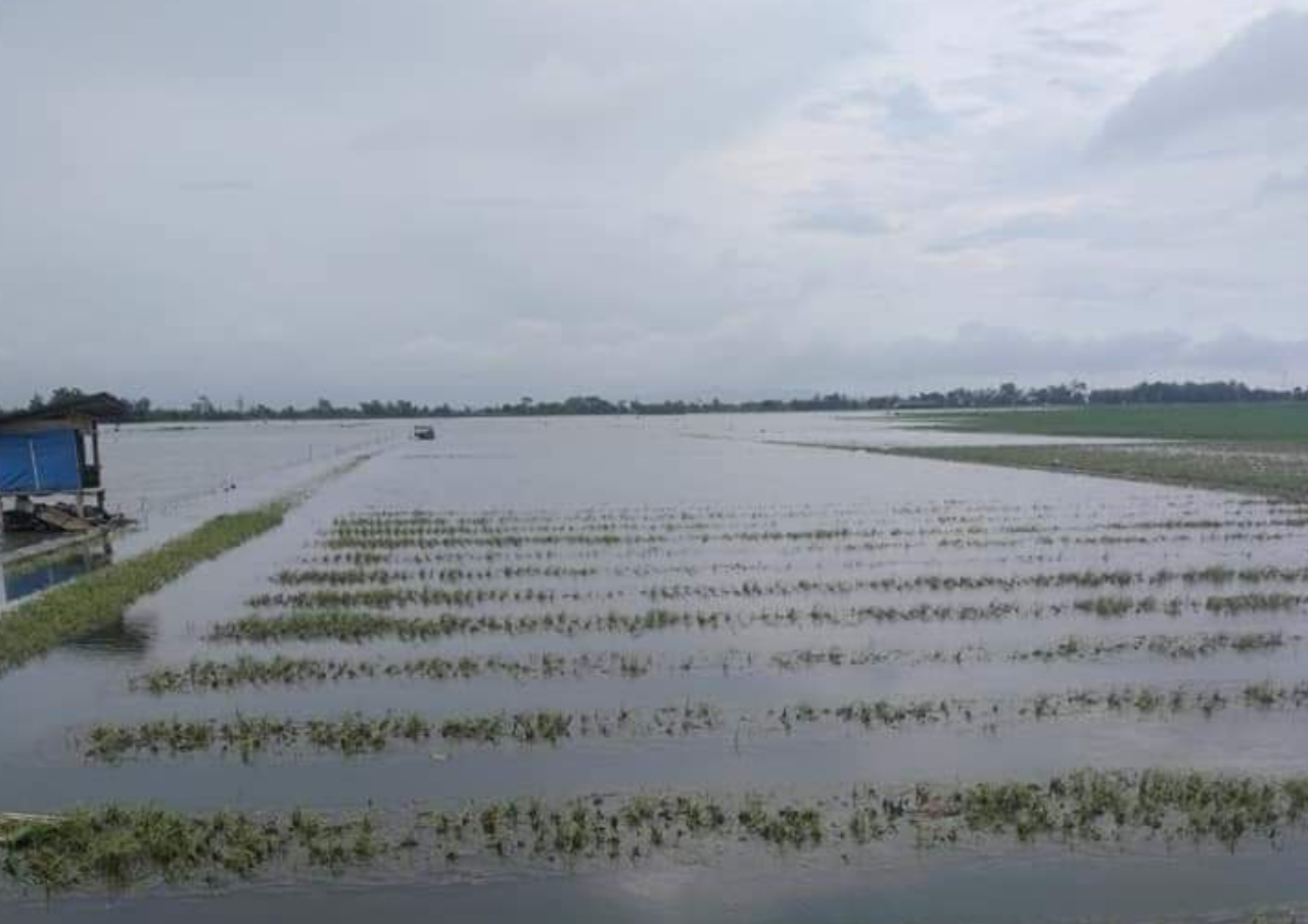 66 Hektar Sawah Terendam Banjir, Dewan Pati Minta Pemkab Gencarkan Sosialisasi Asuransi Tani