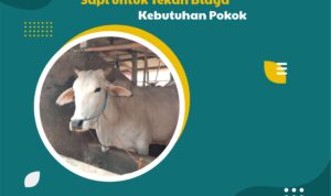 Warga Meteseh Gunakan Kotoran Sapi untuk Tekan Biaya Kebutuhan Pokok