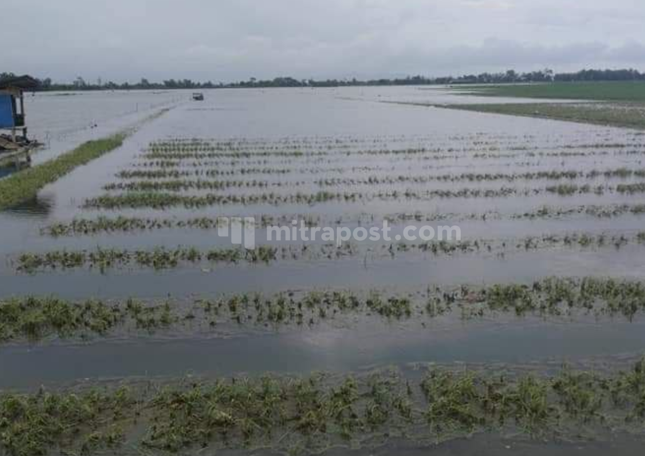 Awal Masa Panen, 66 Hektare Sawah di Pati Terendam Banjir