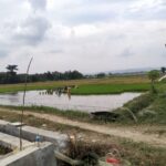 Curah Hujan Tak Teratur, Jadi Kendala Pada MT-1