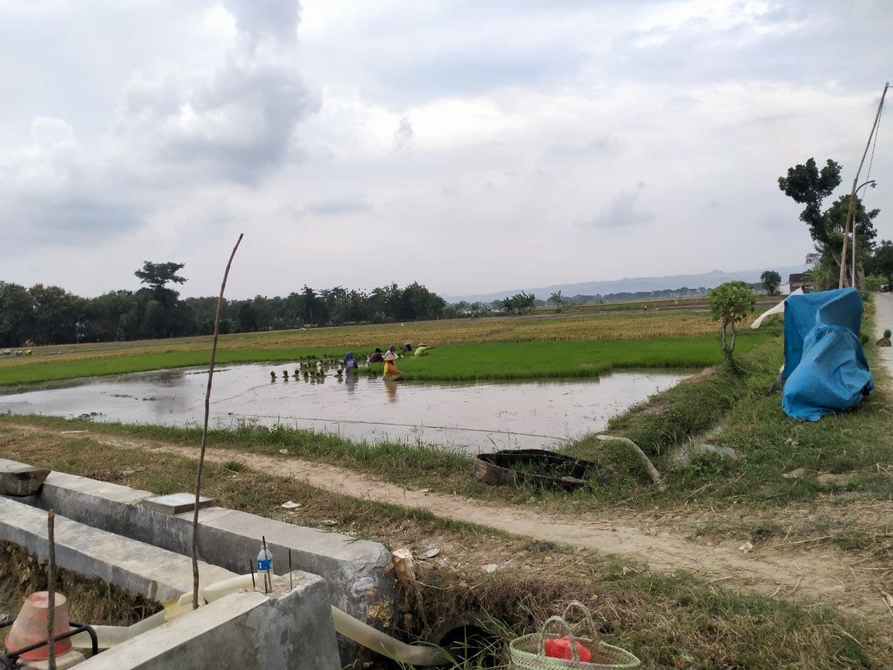 Curah Hujan Tak Teratur, Jadi Kendala Pada MT-1