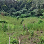 2 Hektare Ladang Ganja Ditemukan di Pegunungan Madina