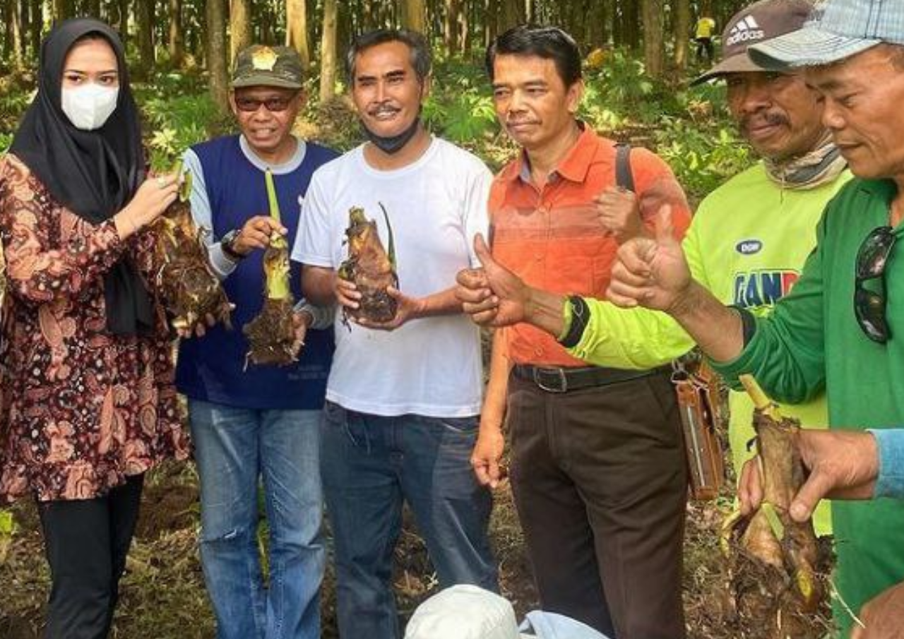Mudah Tembus Pasar Ekspor, Dewan Pati Kampanyekan Tanam Talas Beneng