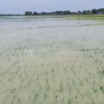 642,5 Hektare Lahan Padi di Pati Kebanjiran