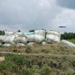 Gabah Hasil MT-1 di Pati Tidak Alami Penurunan di Musim Banjir