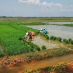 304 Hektar Lahan Pertanian di Kecamatan Margorejo Siap Memasuki MT ll
