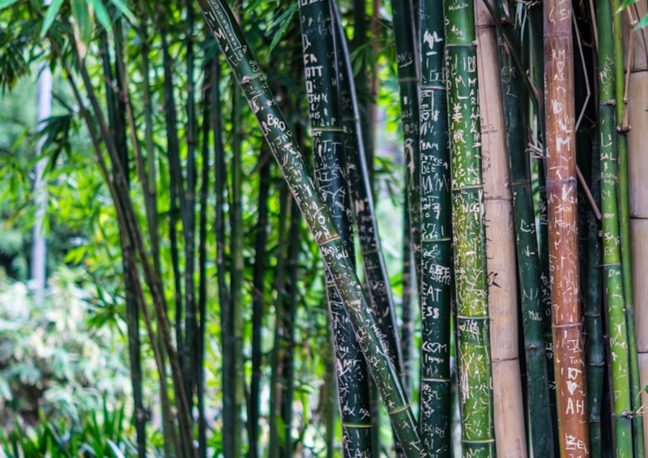 Pohon Bambu Diklaim Mampu Minimalisir Kerusakan Angin Puting Beliung