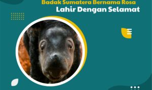 Kabar Gembira untuk Kita Semua, Badak Sumatera Bernama Rosa Lahir dengan Selamat