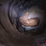 Sapi Loncat ke Sumur di Bogor