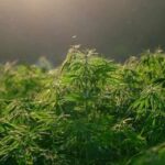 2 Pria Tanam Ganja di Apartemen untuk Konsumsi Pribadi