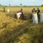 Anjloknya Harga Beras dan Gabah Kering, Dewan Pati Tuntut Pemerintah Stabilkan Harga