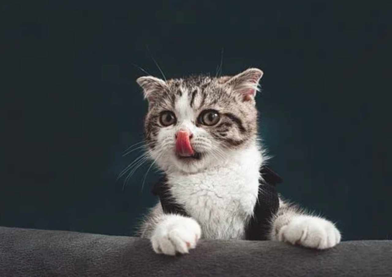 Pemotor Mudik Sambil Bawa Kucing