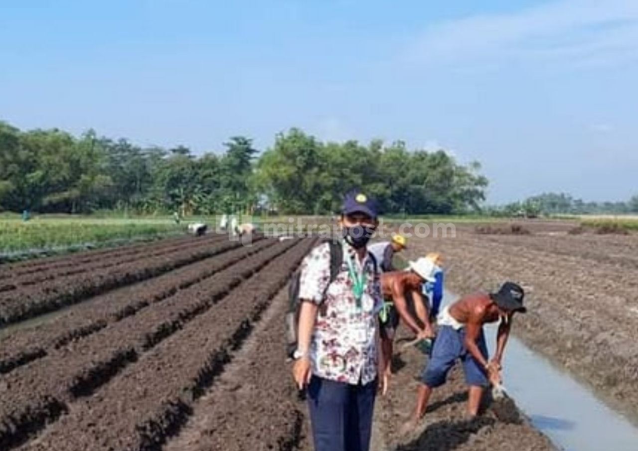 Komisi B DPRD Pati Usulkan Asuransi untuk Petani Bawang