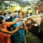Cegah PMK, Vaksin dan Rapid Hewan Ternak Dilakukan