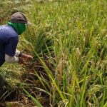 Produksi Beras Rembang Diprediksi Surplus 2 Bulan