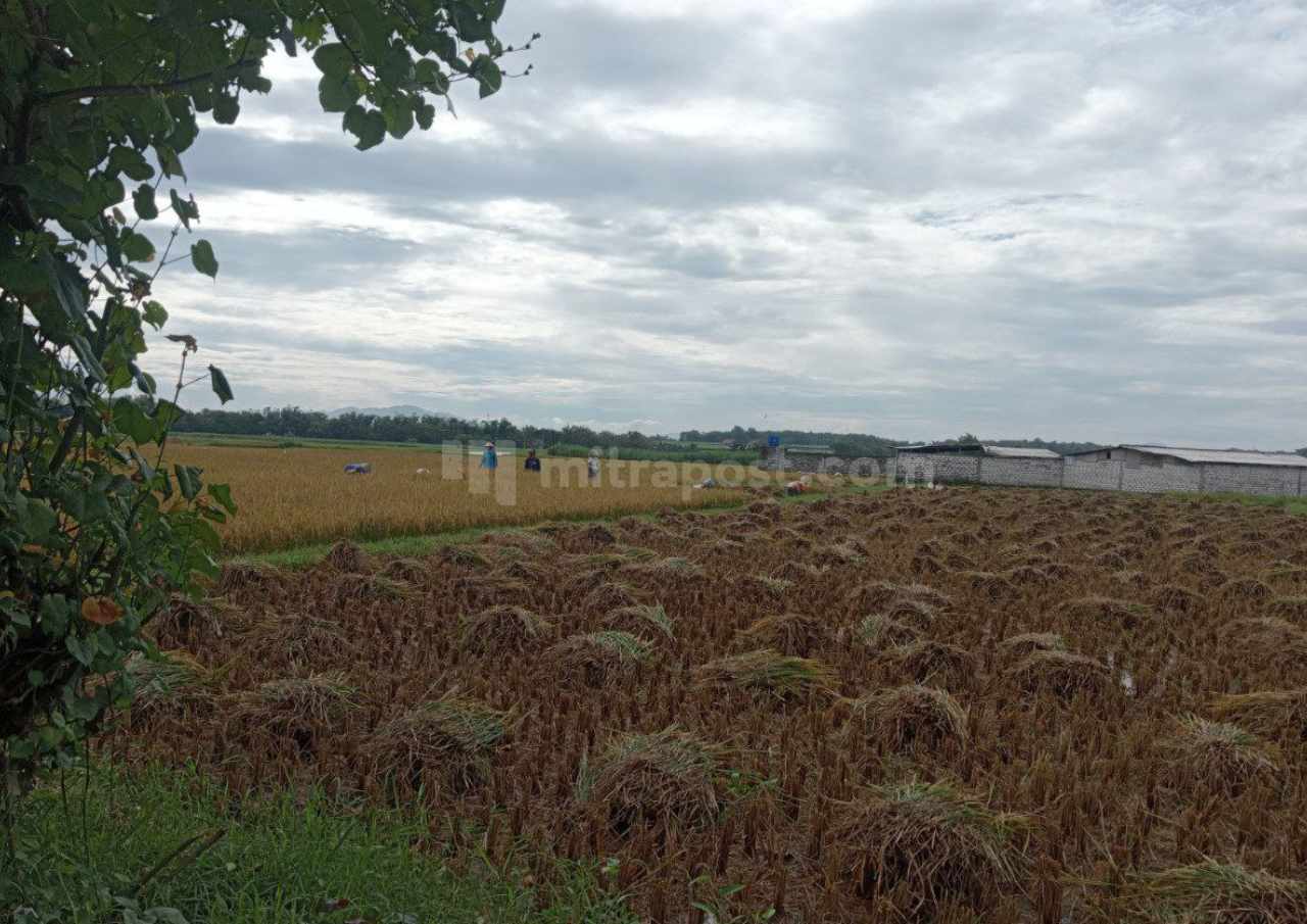 Musim Kemarau Basah Manfaat bagi Petani Padi di Rembang
