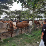Dua Pasar Hewan di Rembang Tutup Gara-gara PMK